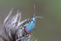 Malachius bipustulatus