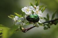 Cetonia aurata