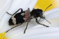 Clerus mutillarius