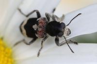 Clerus mutillarius
