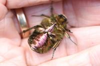 Cetonia aurata