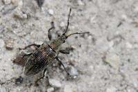 Phyllobius pyri