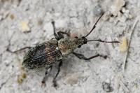 Phyllobius pyri