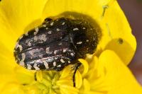 Oxythyrea funesta