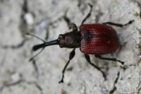 Tatianaerhynchites aequatus