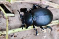 Timarcha tenebricosa
