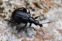 Deporaus betulae