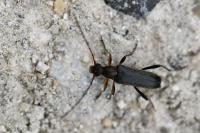 Grammoptera ruficornis