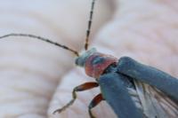 Cantharis rustica