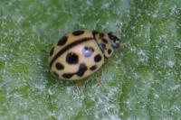 Tytthaspis sedecimpunctata