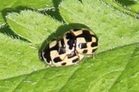 Propylea quatuordecimpunctata