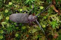 Lamia textor