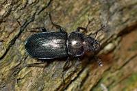 Platycerus caraboides