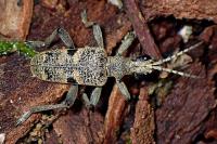 Rhagium mordax
