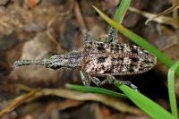 Rhagium inquisitor