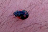 Adalia bipunctata