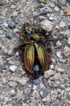 Carabus auratus