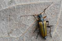 Cortodera humeralis
