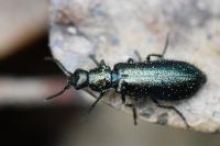Dasytes caeruleus