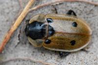 Dendroxena quadrimaculata