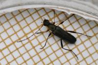 Grammoptera ruficornis