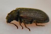 Grynobius planus