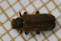 Grynobius planus