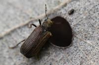 Grynobius planus