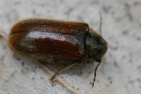 Hyperisus plumbeum