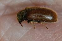 Hyperisus plumbeum