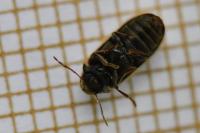 Hyperisus plumbeum