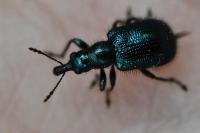 Involvulus caeruleus