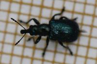Involvulus caeruleus