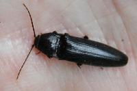 Melanotus villosus