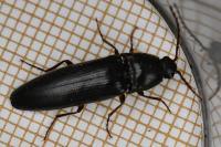 Melanotus villosus