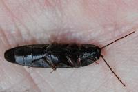 Melanotus villosus