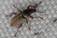 Polydrusus marginatus
