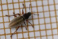 Polydrusus marginatus