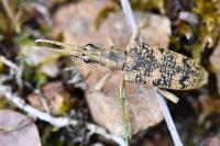 Rhagium sycophanta