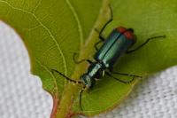 Malachius bipustulatus