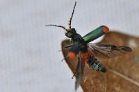 Malachius bipustulatus