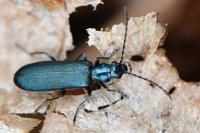 Ischnomera