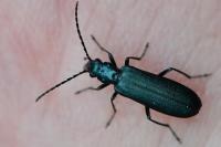 Ischnomera