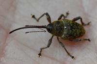 Curculio glandium