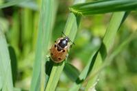 Dendroxena quadrimaculata