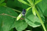 Platycerus caraboides