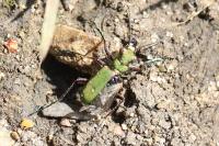 Cicindela campestris