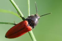 Ampedus