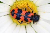 Trichodes alvearius