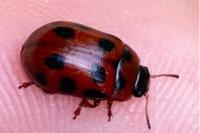 Gonioctena decemnotata